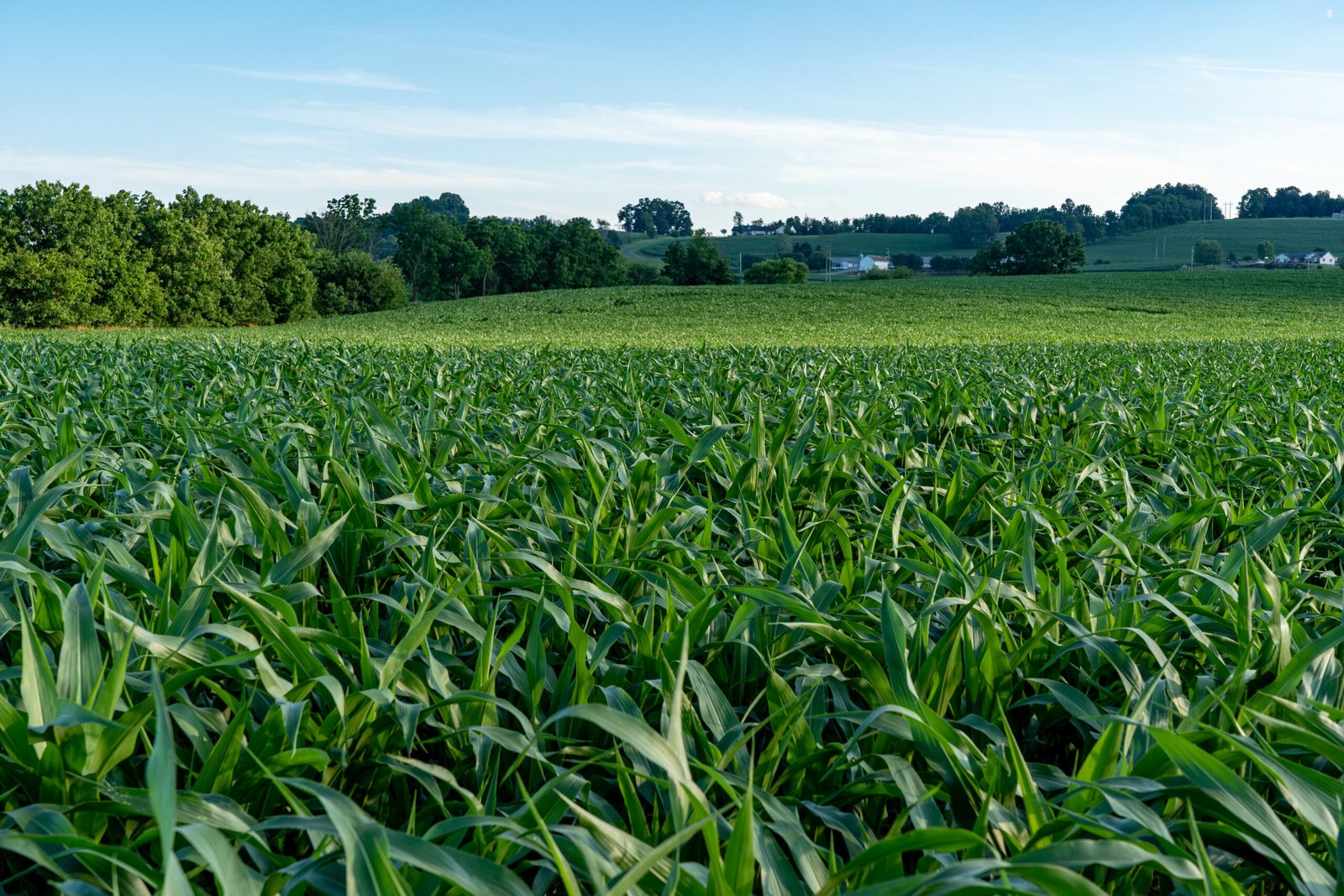 closeup shot of a large green corn field