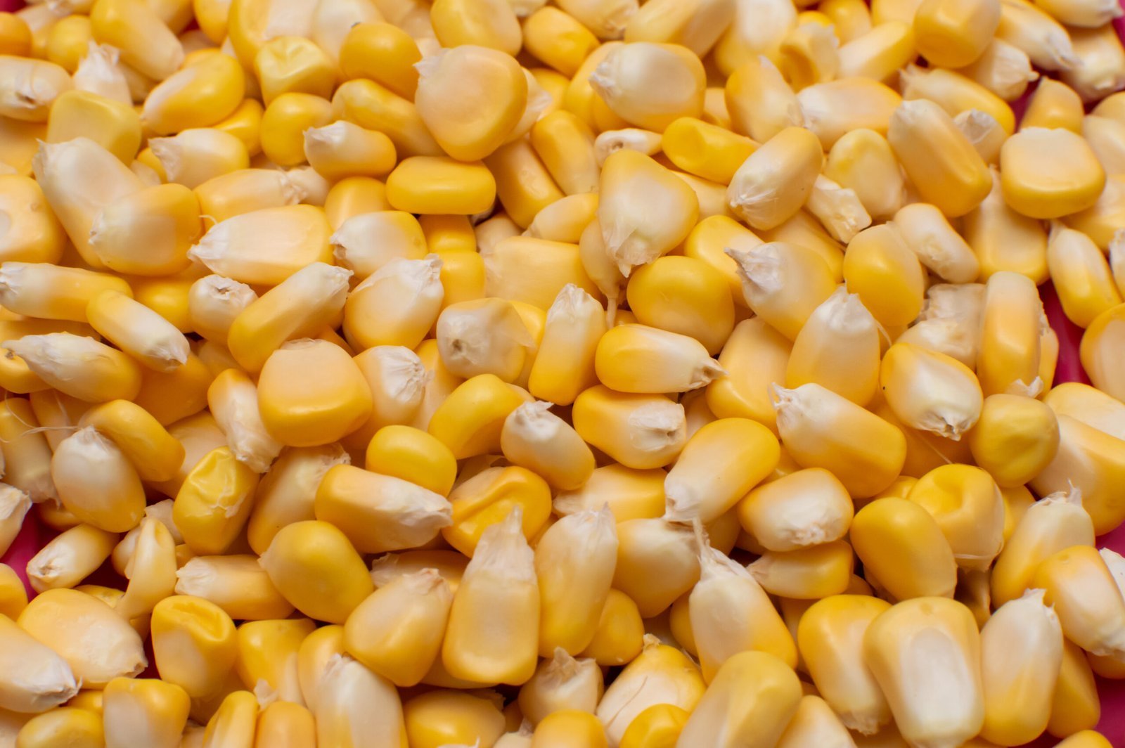 close up shot sweet corn background scaled.jpg
