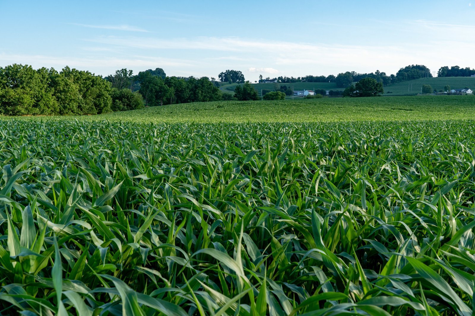 closeup shot large green corn field scaled.jpg