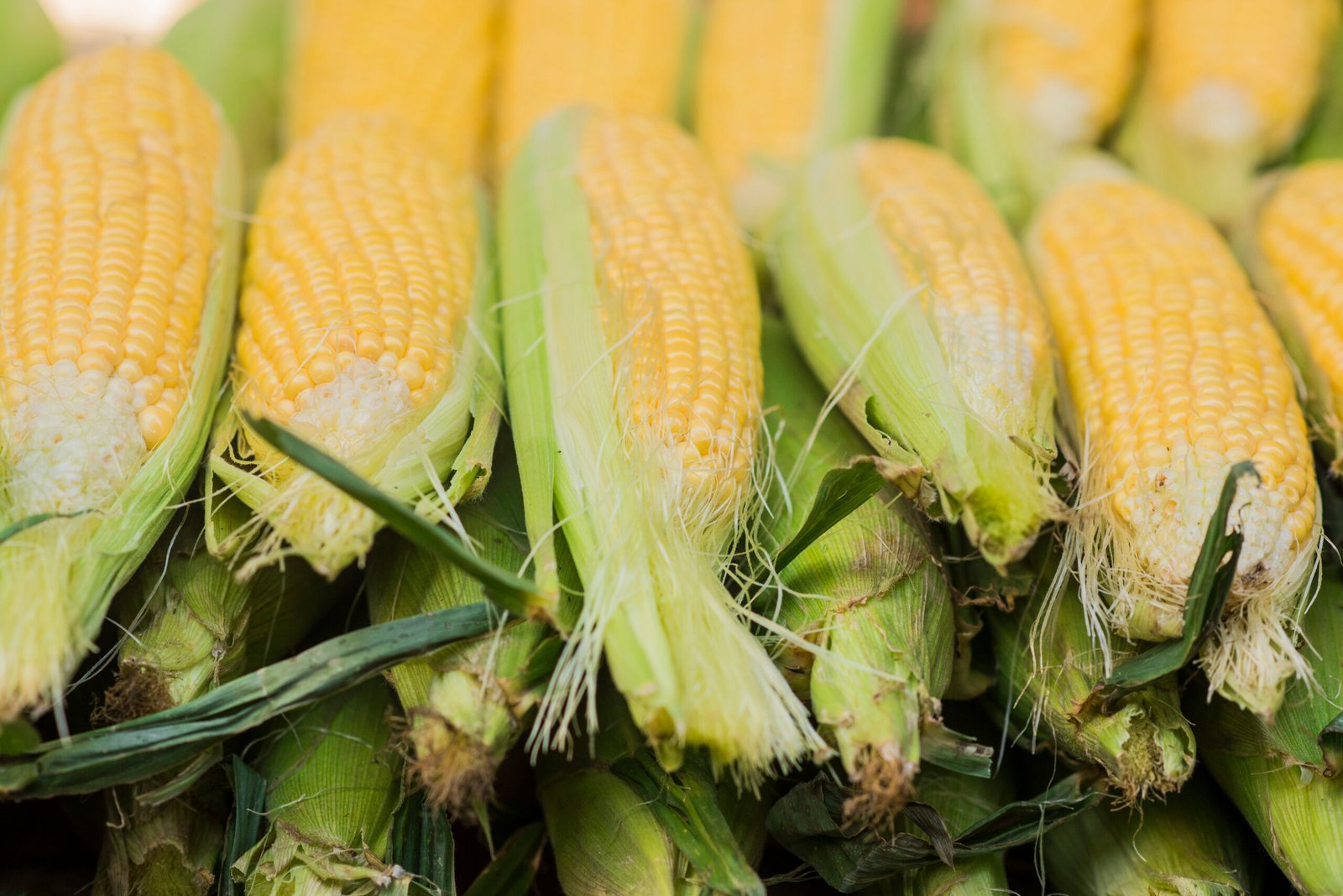 corn cob green leaves fresh sweet corn farmers market closeup sweet boiled corn market scaled.jpg