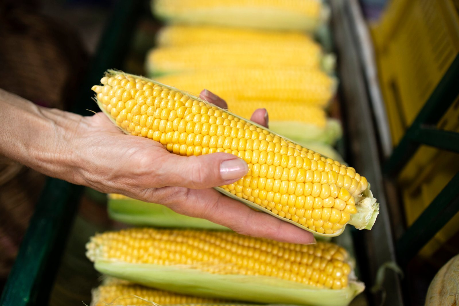 senior woman buying sweetcorn fruit market place holding bag full healthy food scaled.jpg